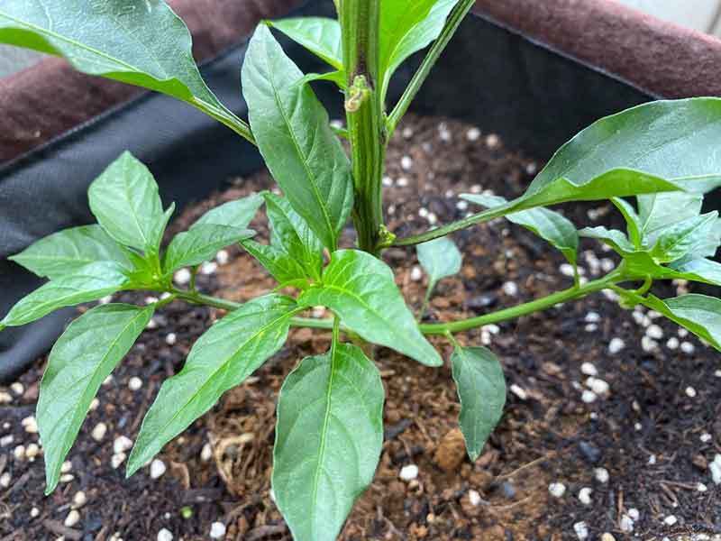 The Ultimate Guide to Growing Shishito Peppers in Pots: A Step-by-Step ...