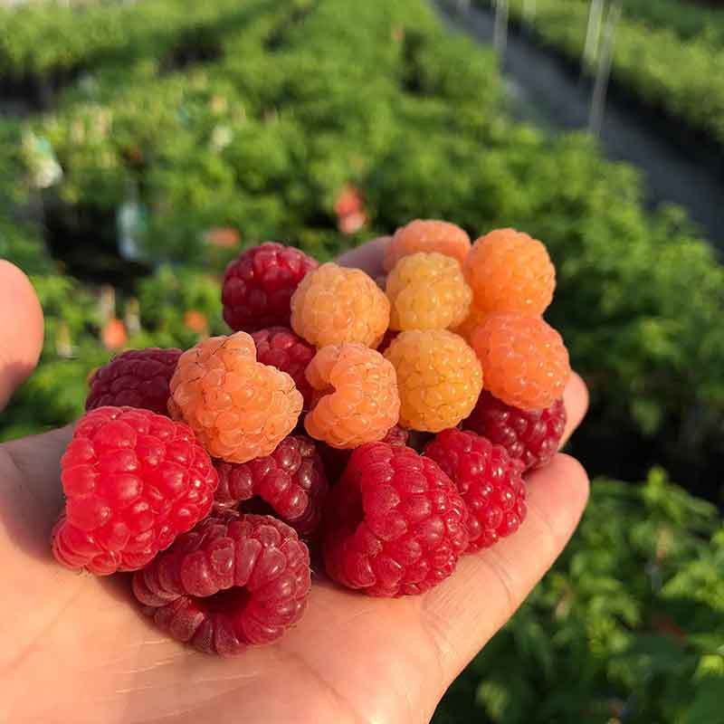 The Ultimate Guide to Growing Raspberries in Texas