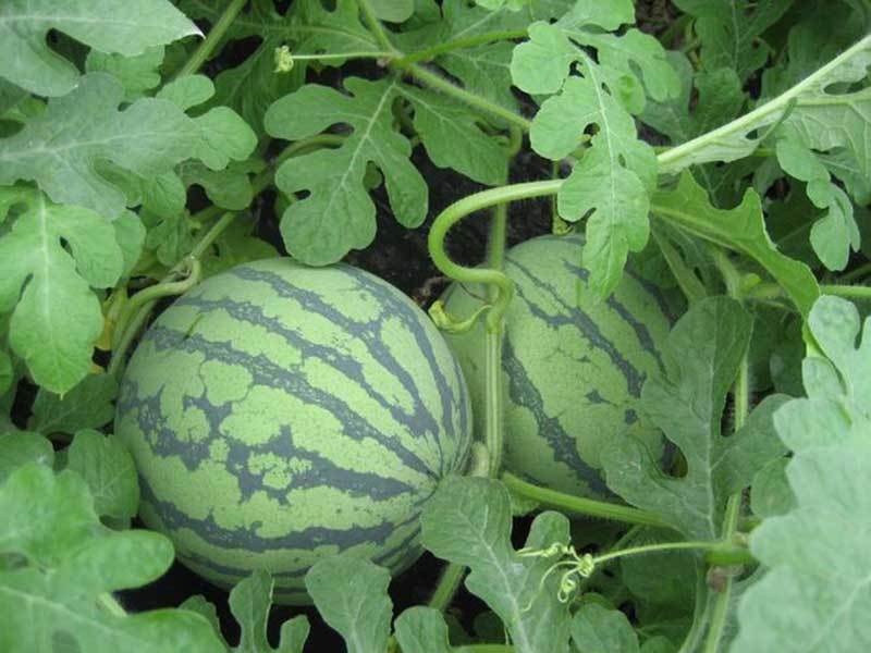 growing watermelon in tennessee