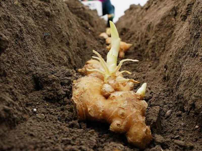 growing ginger in ohio