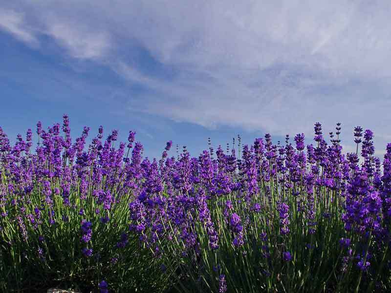 growing lavender in tennessee