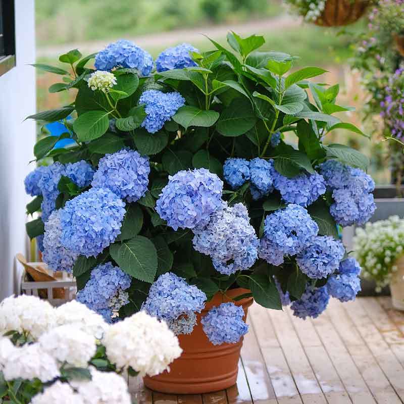 planting hydrangeas in tennessee