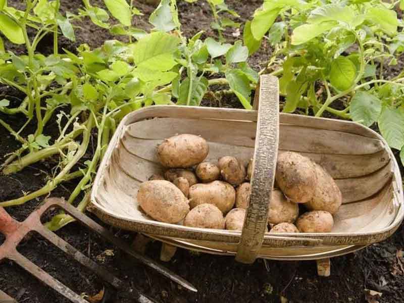 growing potatoes in georgia