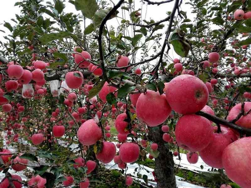 growing apple trees in georgia