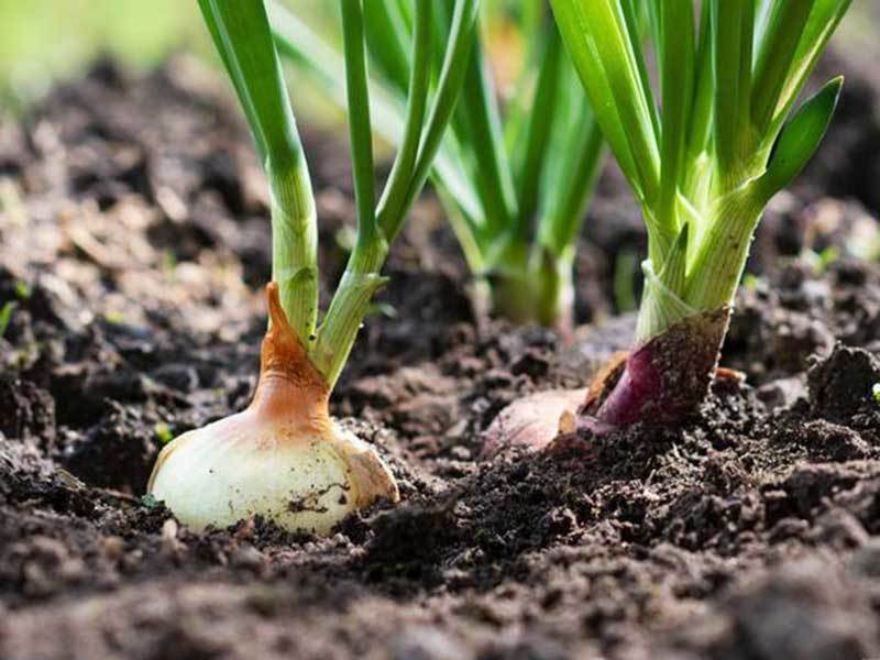 growing onions in utah