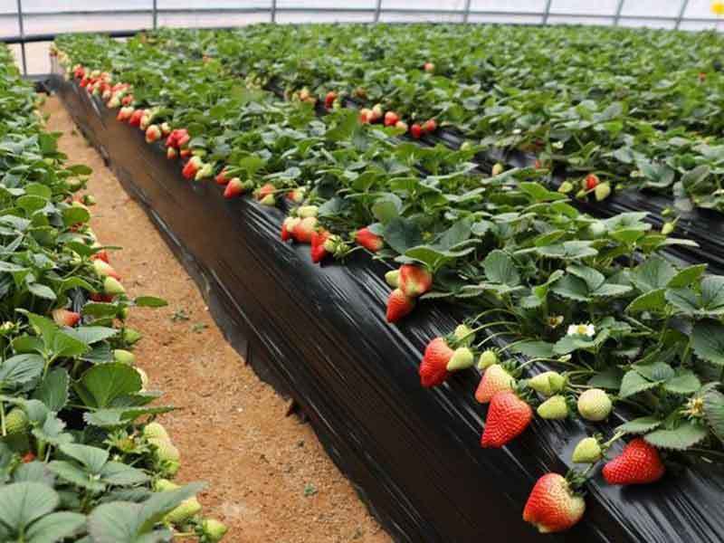 planting strawberries in colorado