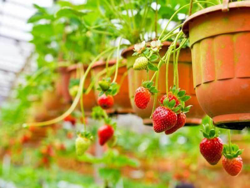 growing strawberries in missouri