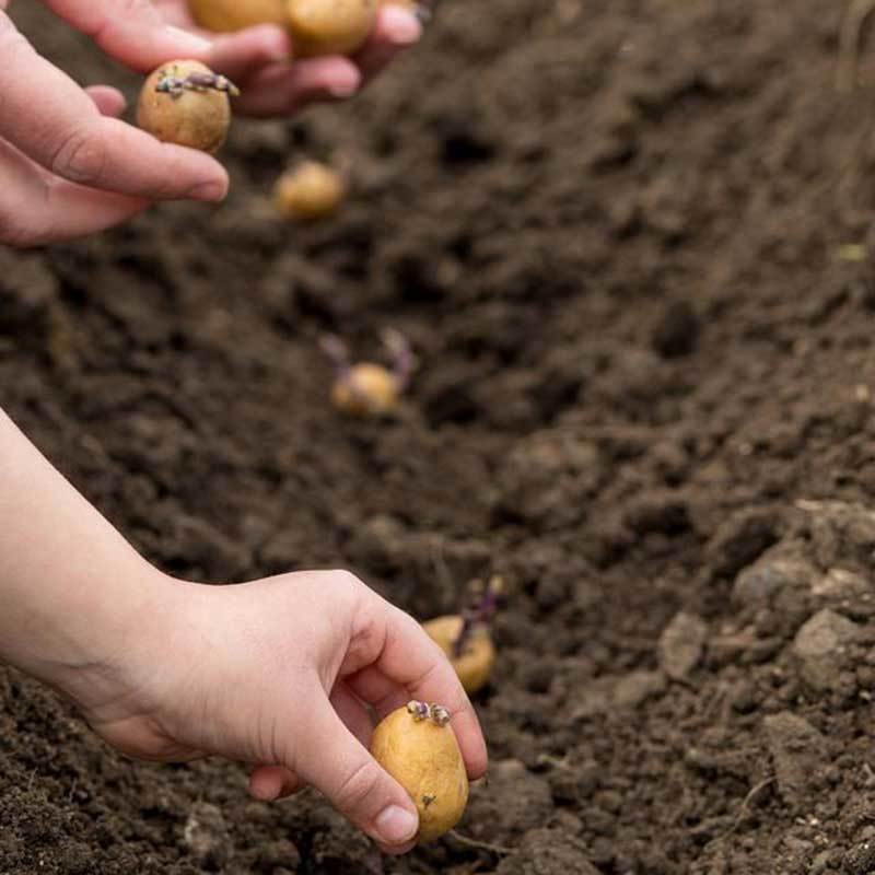 growing potatoes in utah