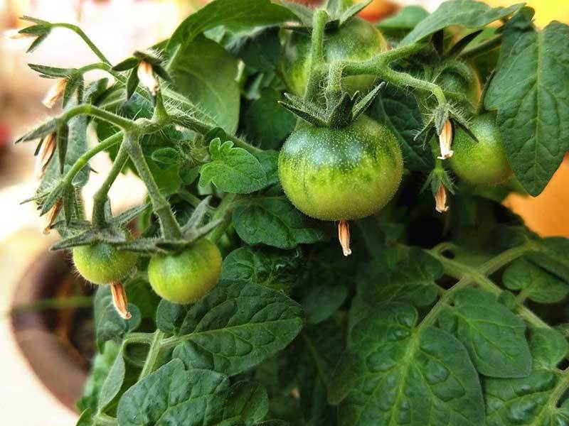 growing tomatoes in iowa