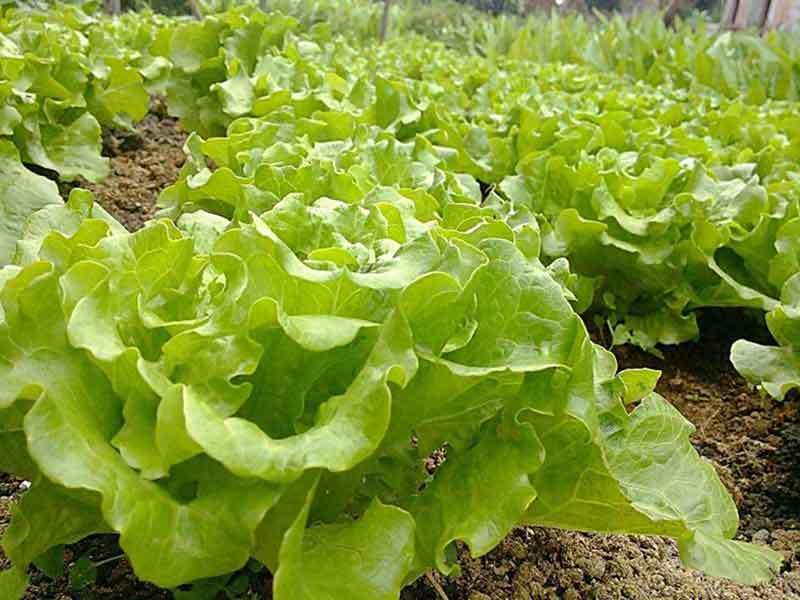 growing lettuce in colorado