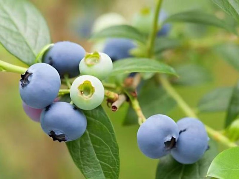 growing blueberries in utah