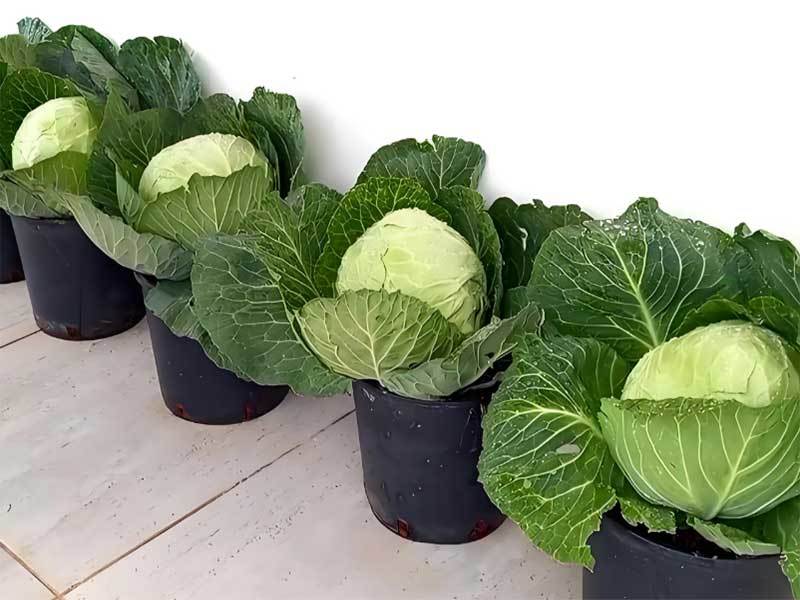 growing cabbage in containers