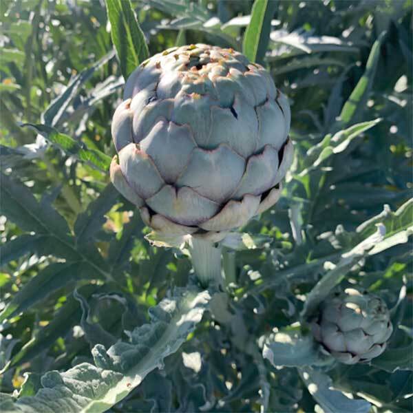 growing artichokes in pots