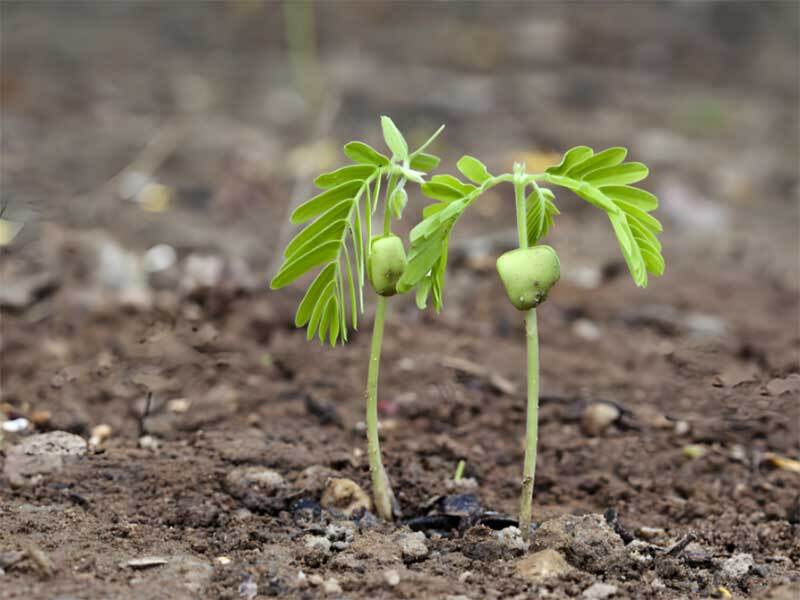 growing tamarind from seed