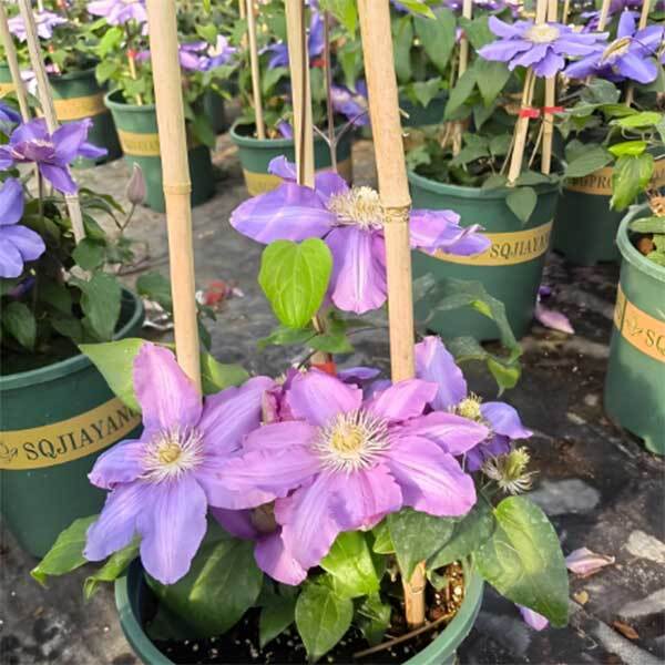 growing clematis from seed