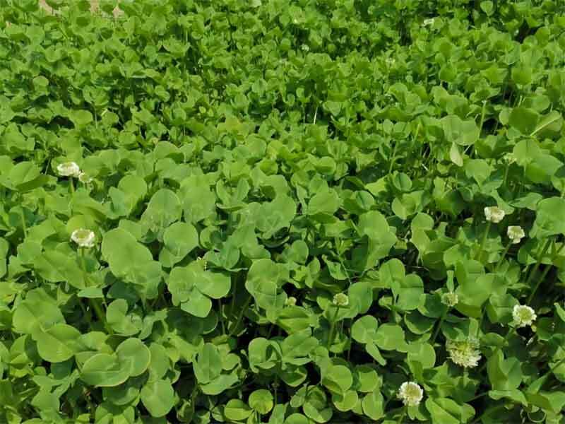 growing clover from seed