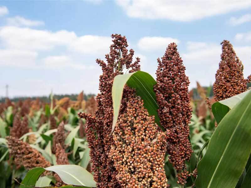 growing sorghum from seed