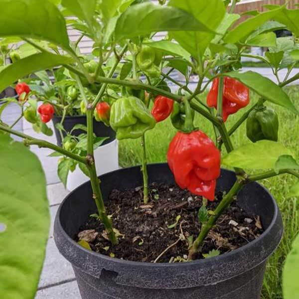 growing habanero in pots