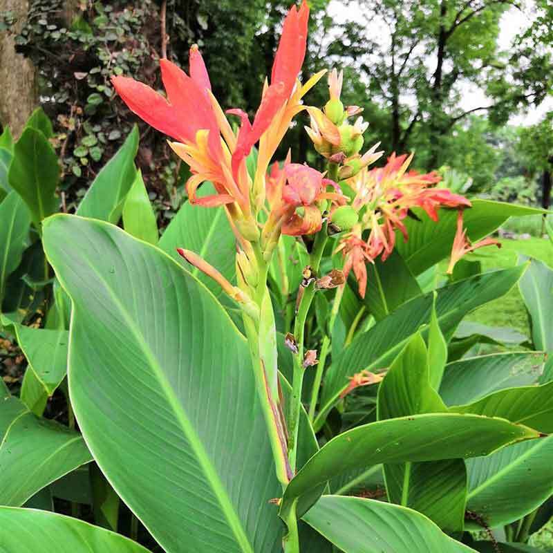 growing cannas from seed