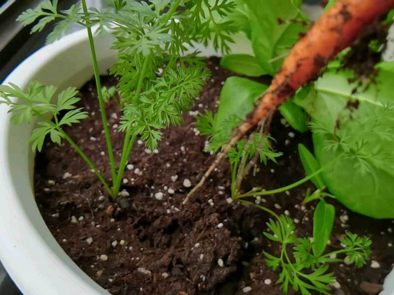 planting carrots in pots