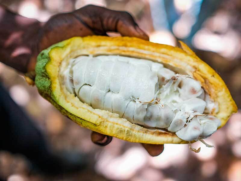 growing cacao from seed