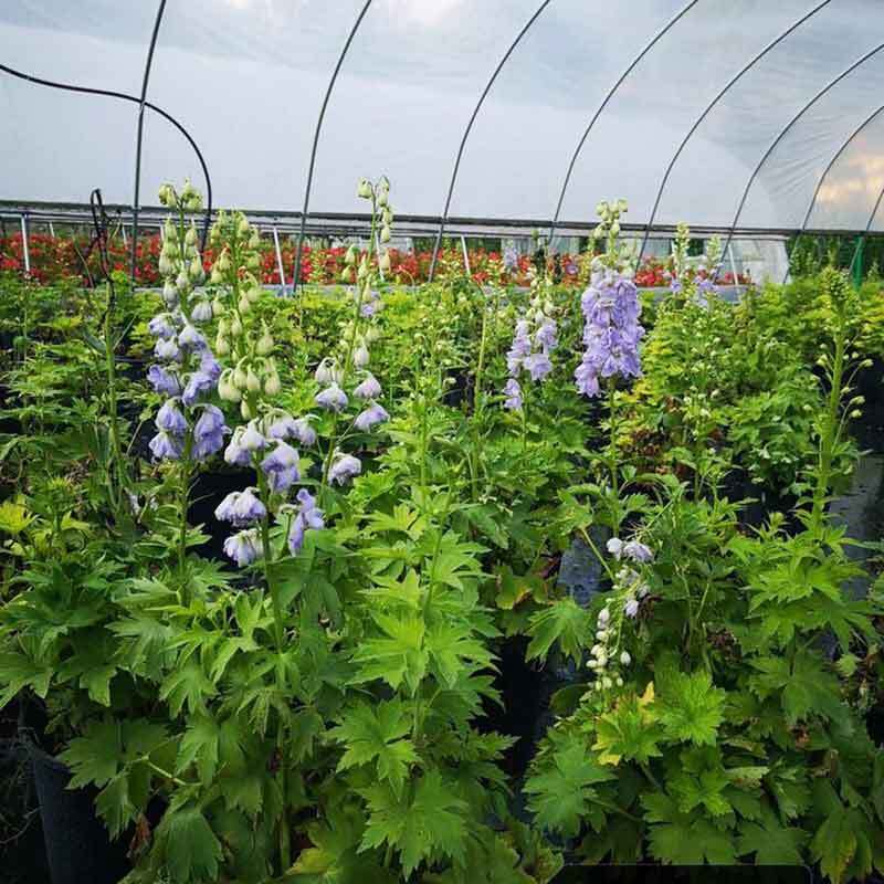 growing delphinium from seed