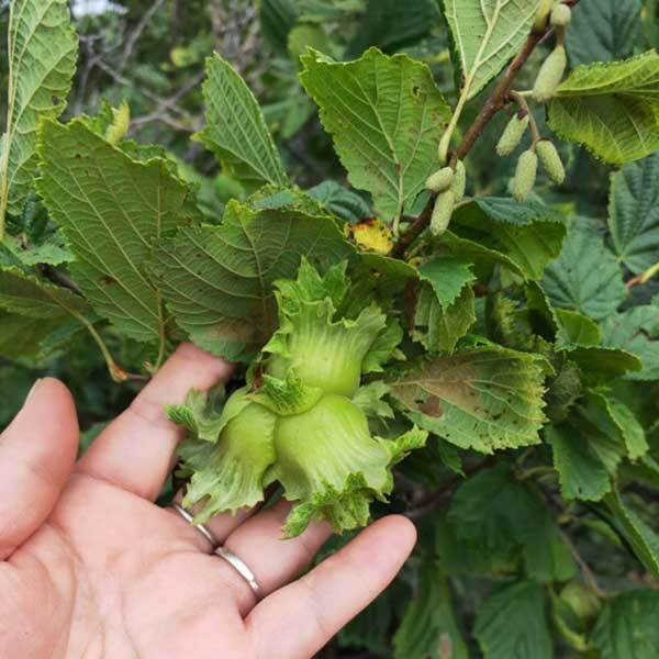 growing hazelnut trees from seed