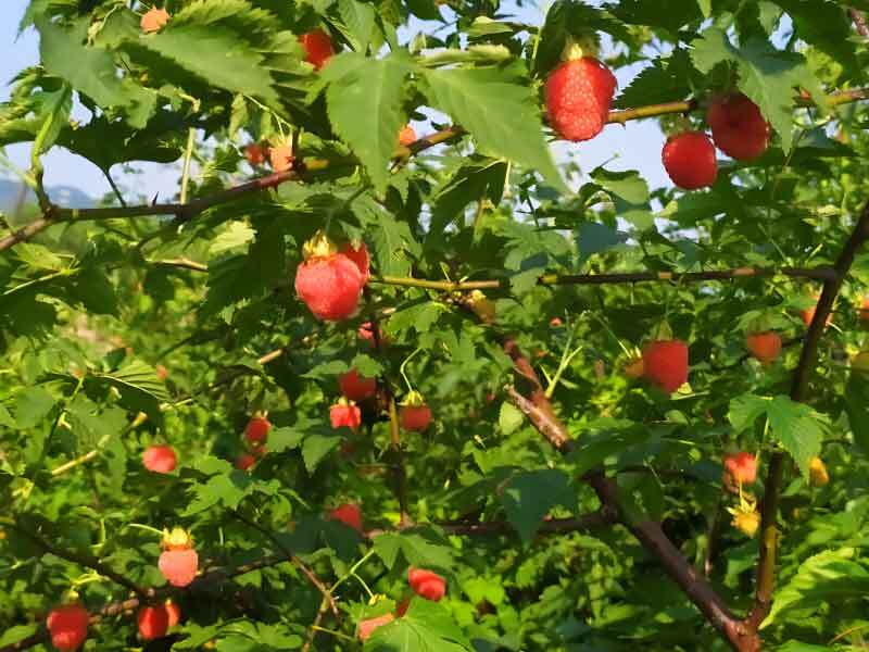 growing raspberries in oregon